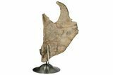 Impressive, Fossil Triceratops Jugal Bone - Montana #198927-9